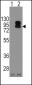 CD19 Antibody (N-term)